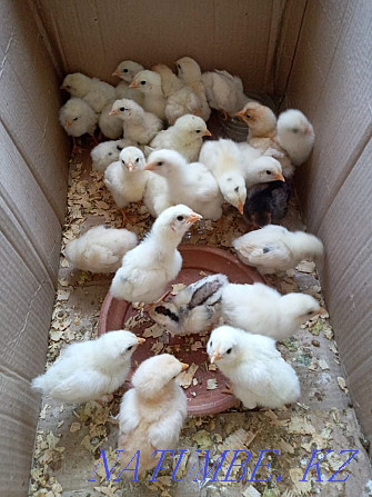 For sale Chickens Atyrau - photo 1