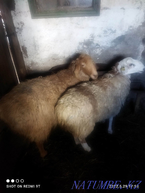 Saktasin Mereikhan  - photo 2