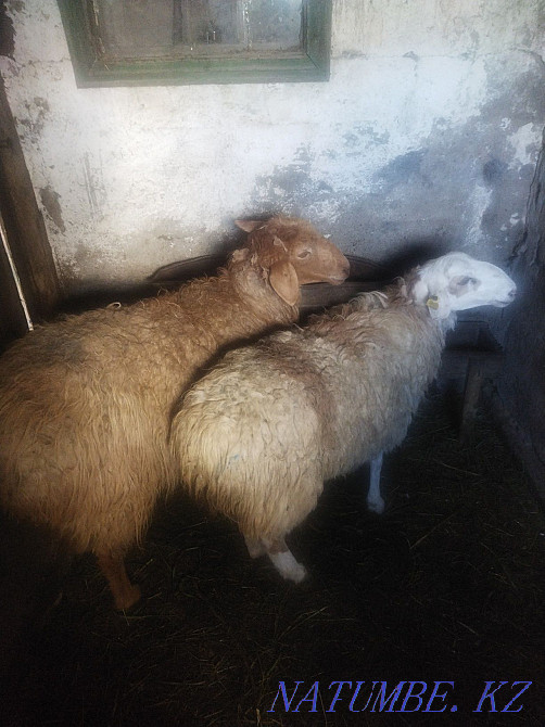 Saktasin Mereikhan  - photo 1