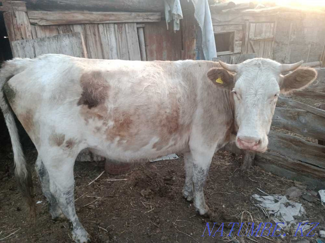 cow for sale Semey - photo 2