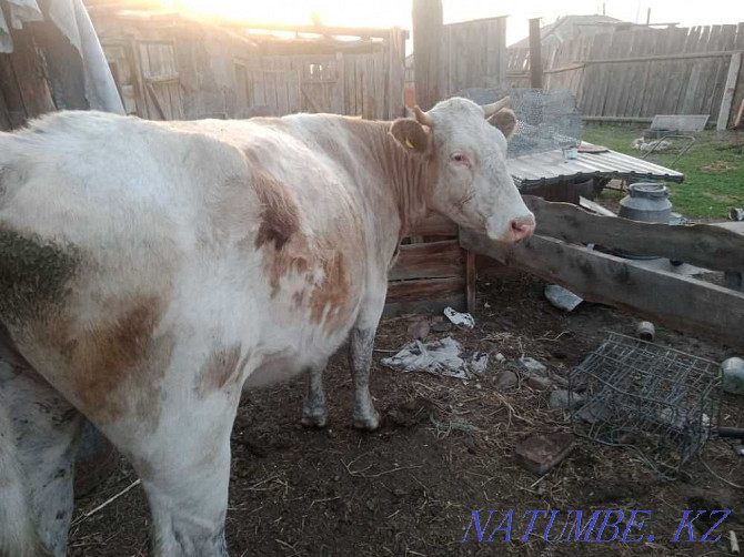 cow for sale Semey - photo 1