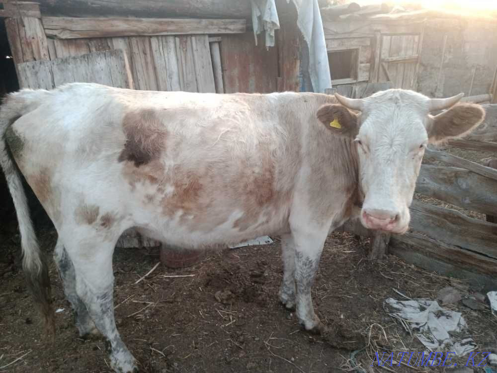 cow for sale Semey - photo 2