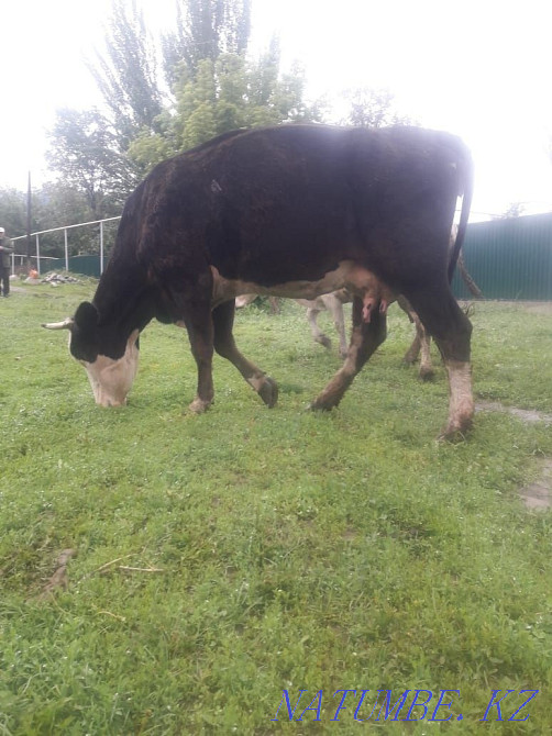 cow for sale  - photo 1