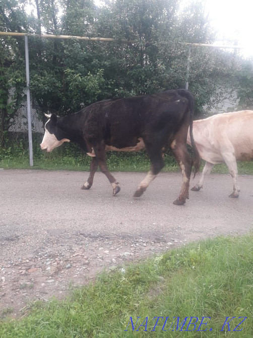 cow for sale  - photo 2