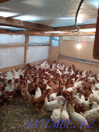 Chickens, piglets, ducklings, goslings, delivery! Ust-Kamenogorsk - photo 1