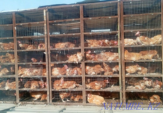 Chickens, piglets, ducklings, goslings, delivery! Ust-Kamenogorsk - photo 2