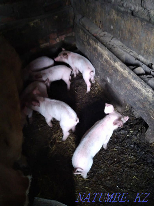 Тауықтар, торайлар, үйректер, қарақұстар, жеткізу!  Өскемен - изображение 5