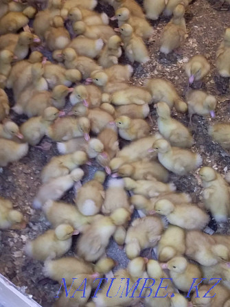 I will sell chickens piglets ducklings Goslings broilers  - photo 1