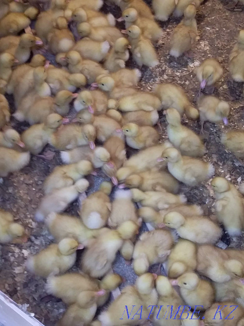 I will sell chickens piglets ducklings Goslings broilers  - photo 1