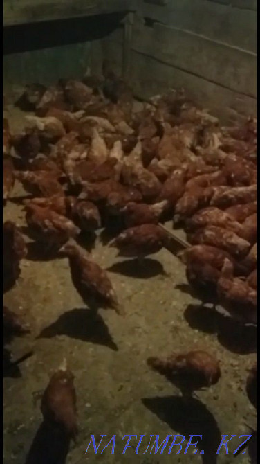 I will sell chickens piglets ducklings Goslings broilers  - photo 5