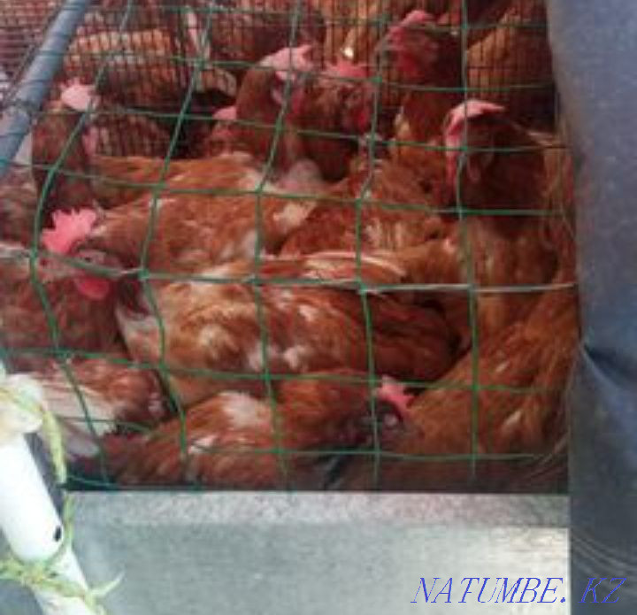 Тауықтар мен шошқаларды сату  Зырян - изображение 2