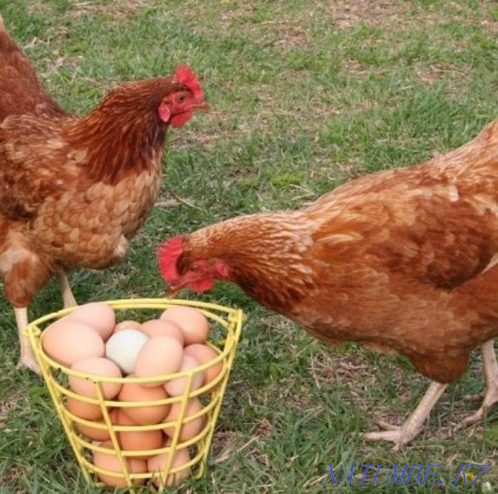 Тауықтар мен шошқаларды сату  Зырян - изображение 1