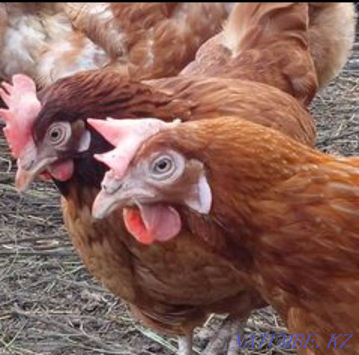 Тауықтар мен шошқаларды сату  Зырян - изображение 3