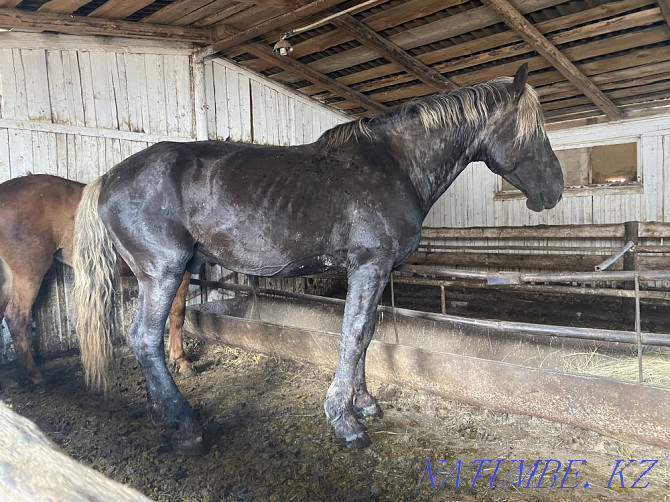 Heavy truck Aigyr Stallion Kokshetau - photo 1