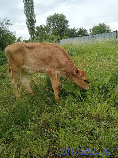 Бұзау құнажын сатамын  Талғар  - изображение 3