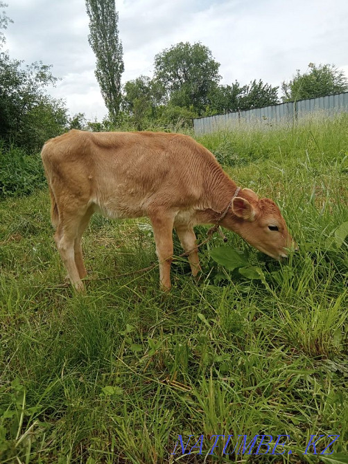 Бұзау құнажын сатамын  Талғар  - изображение 1