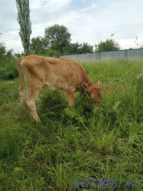 Бұзау құнажын сатамын  Талғар  - изображение 2