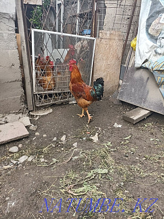 I will sell a rooster breed Kuchinskaya Almaty - photo 1