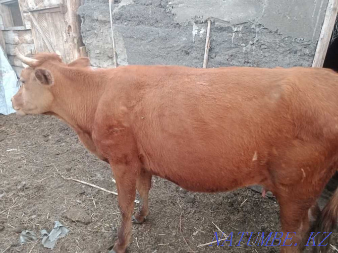 cow for sale Semey - photo 1