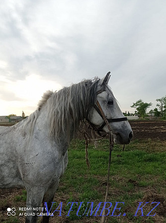 Selling Orlovets 7 years old Petropavlovsk - photo 2