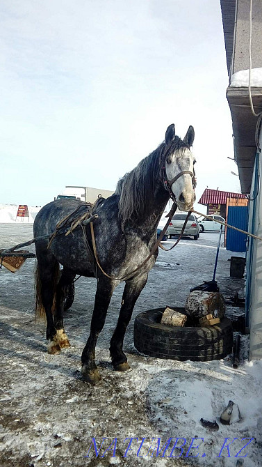Орловец сатылады 7 жаста  Петропавл - изображение 1
