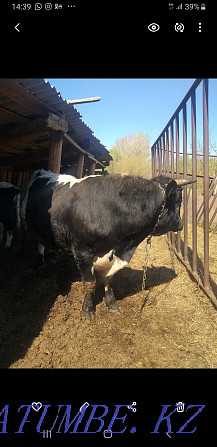 I will sell a bull of the producer  - photo 5