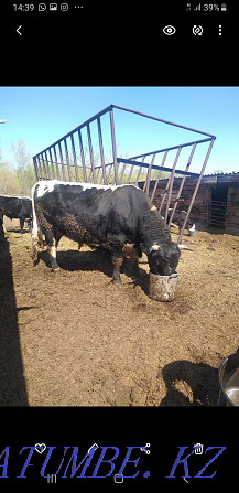 I will sell a bull of the producer  - photo 1
