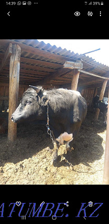 I will sell a bull of the producer  - photo 4