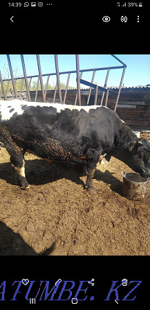 I will sell a bull of the producer  - photo 2