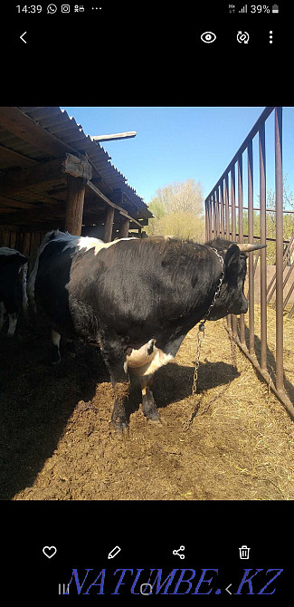 Мен продюсердің бір бұқасын сатамын  - изображение 5