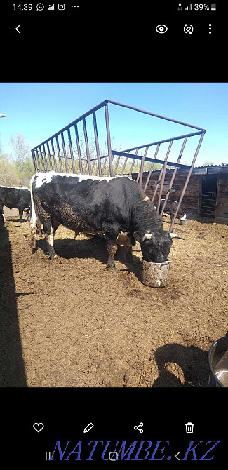 Мен продюсердің бір бұқасын сатамын  - изображение 1