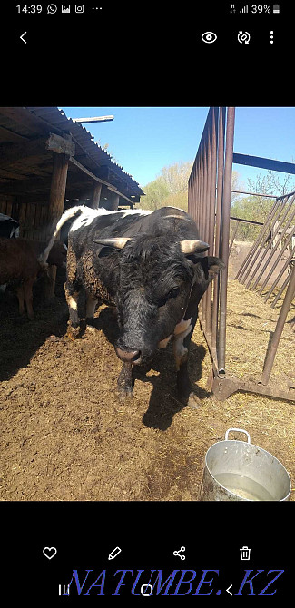 Мен продюсердің бір бұқасын сатамын  - изображение 3