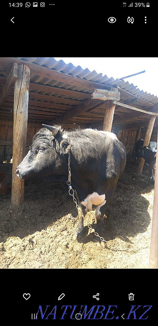 Мен продюсердің бір бұқасын сатамын  - изображение 4