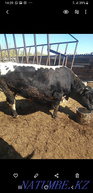 Мен продюсердің бір бұқасын сатамын  - изображение 2