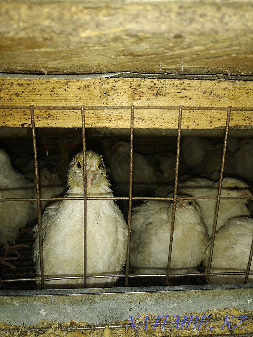 hatching eggs Karagandy - photo 1