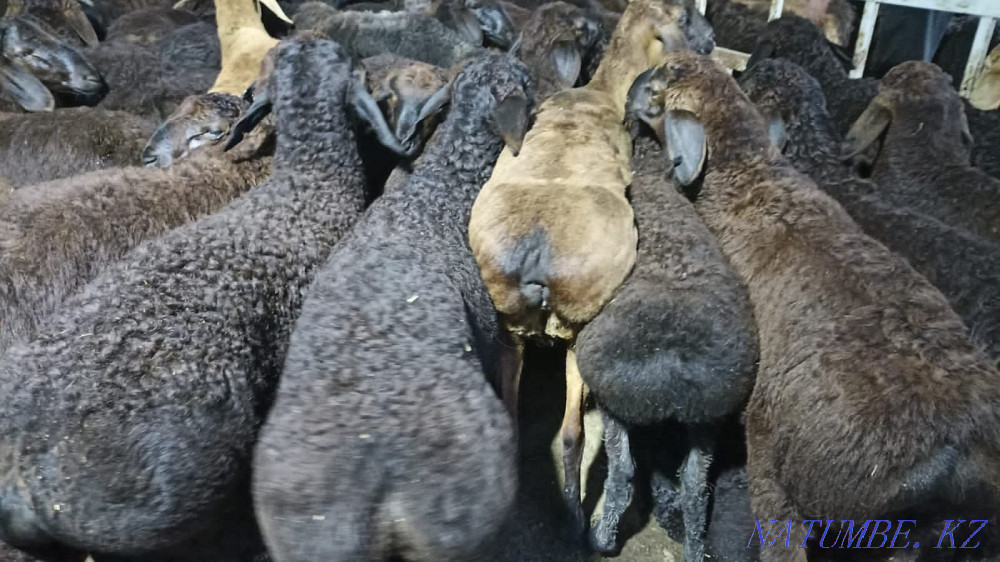 Koi sheep have a large selection for every taste for your in Almaty Almaty - photo 2