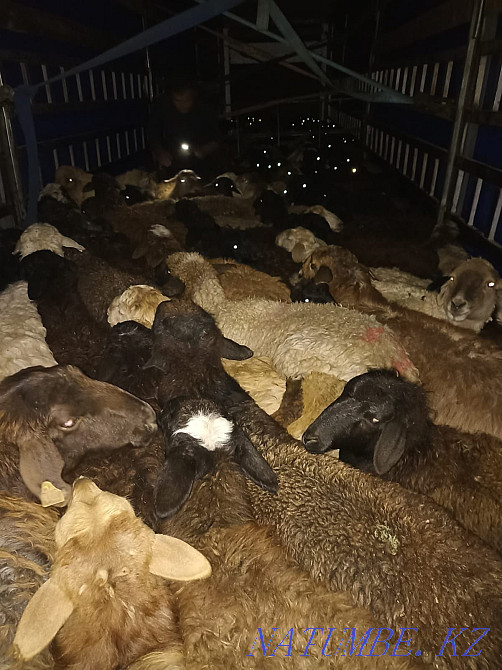 Koi sheep have a large selection for every taste for your in Almaty Almaty - photo 1