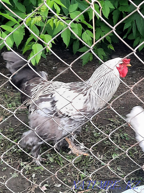 brahm rooster for sale Taldykorgan - photo 1