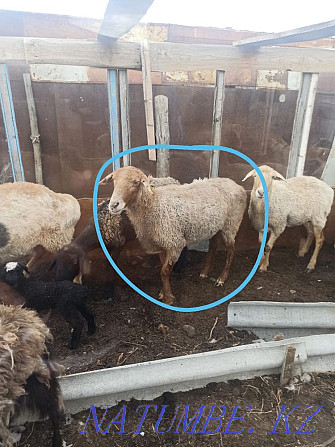 Продам овец  - изображение 2
