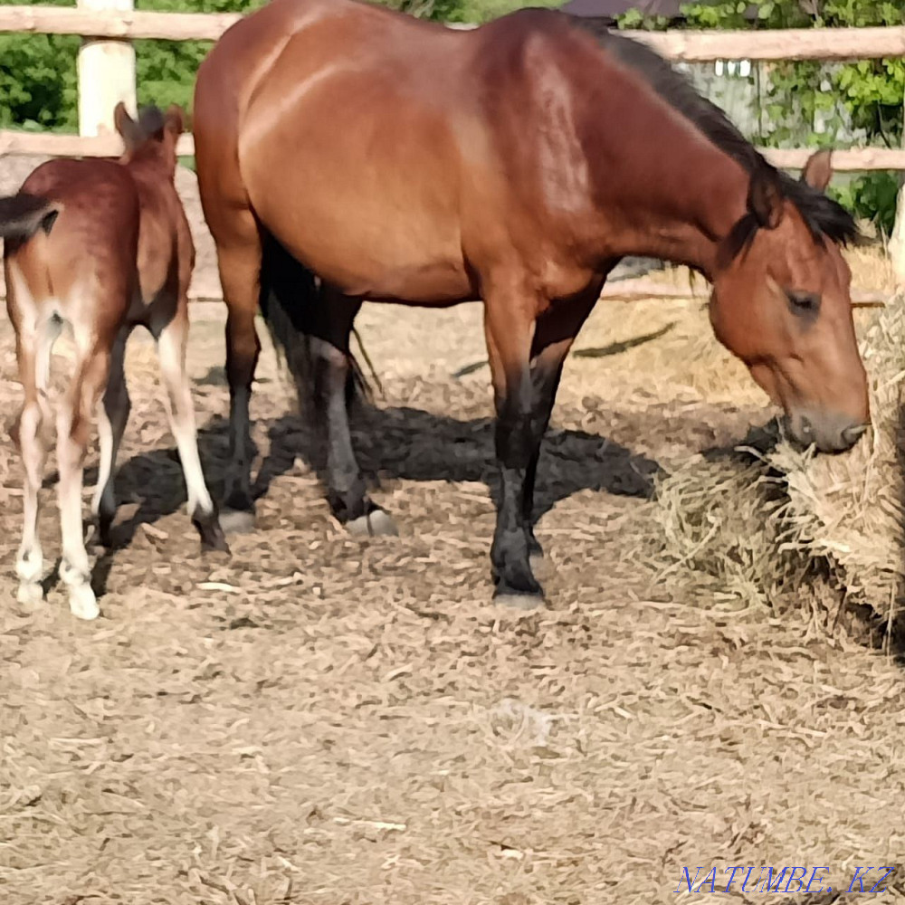 Асыл тұқымды жылқыларды сату  Петропавл - изображение 5