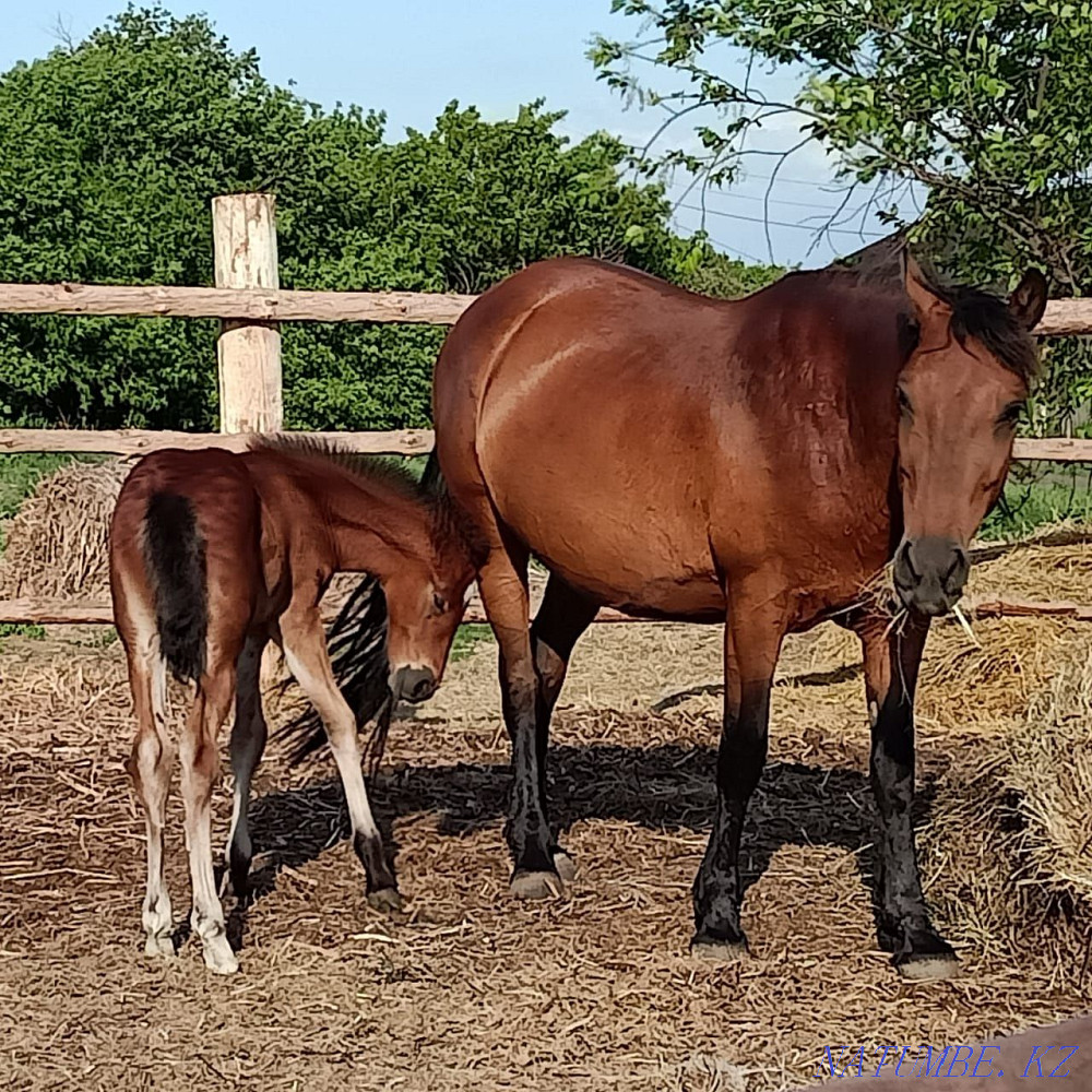 Асыл тұқымды жылқыларды сату  Петропавл - изображение 6