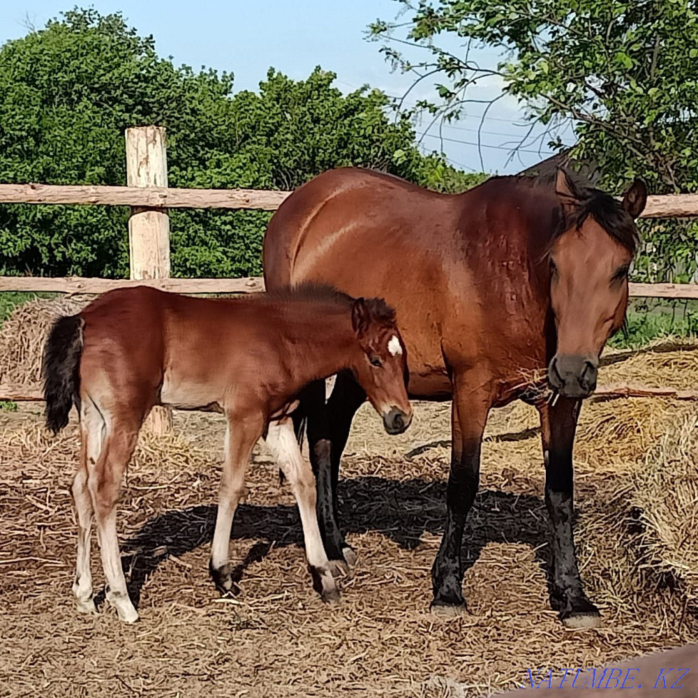 Асыл тұқымды жылқыларды сату  Петропавл - изображение 7