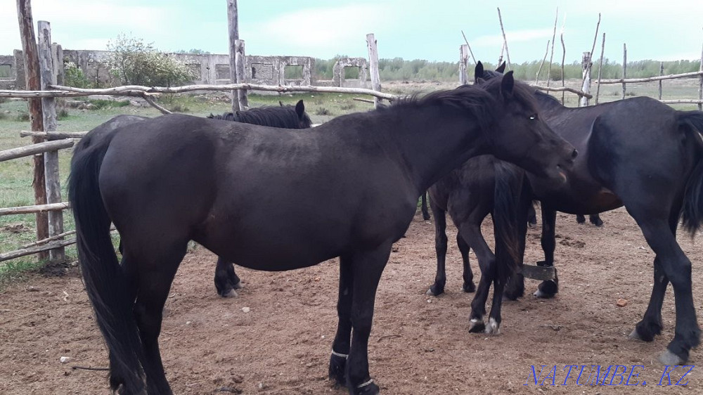 Продам кобылу  - изображение 2