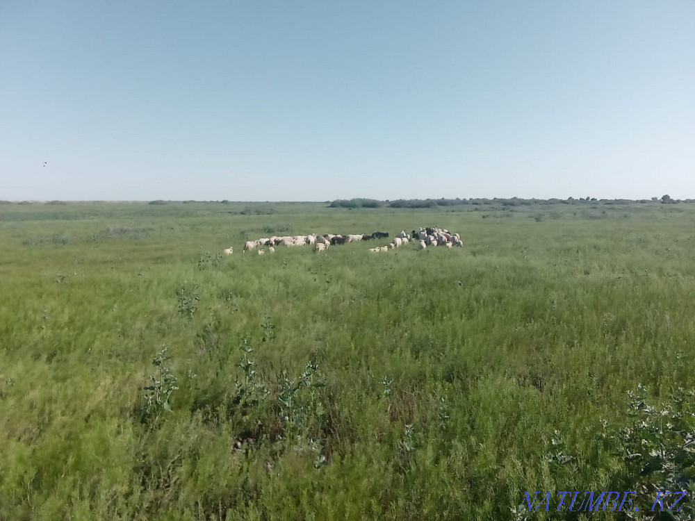 ?ойлар сатылыды. Семиз  - изображение 3