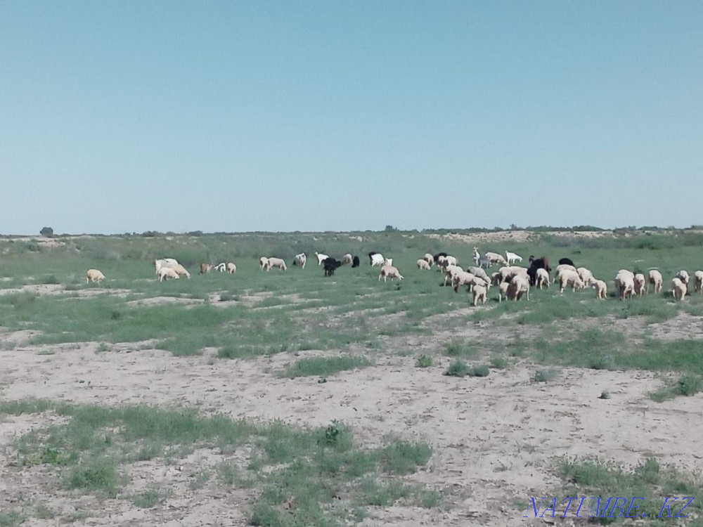 ?ойлар сатылыды. Семиз  - изображение 4