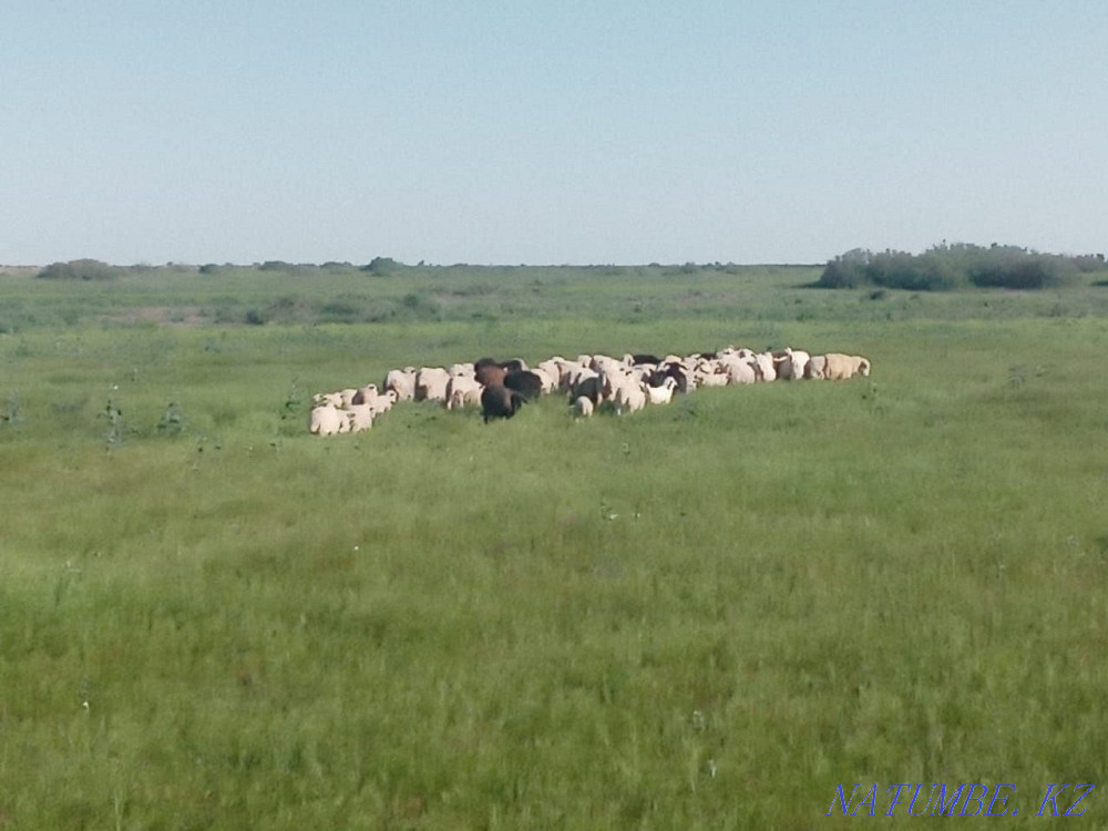 ?ойлар сатылыды. Семиз  - изображение 1