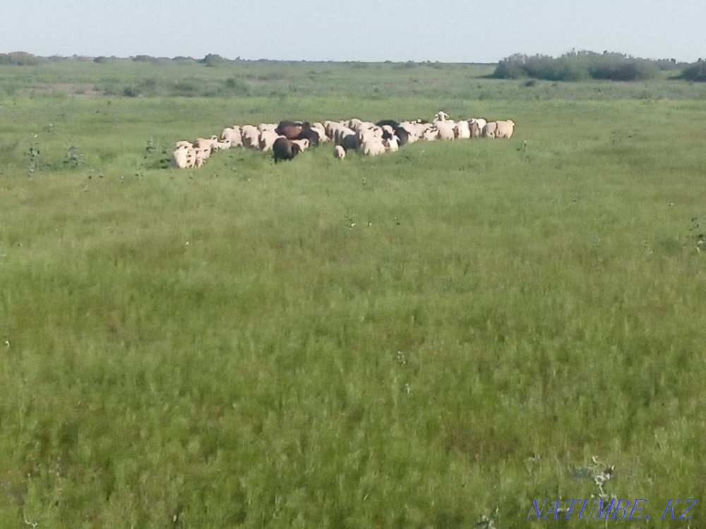 ?ойлар сатылыды. Семиз  - изображение 2