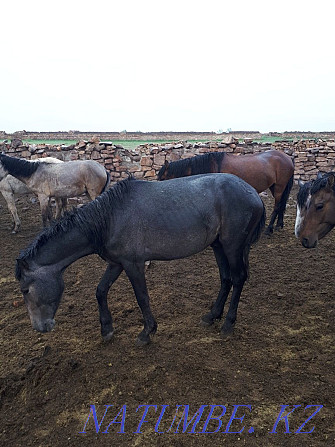 Продам жеребца. 2 года .кострат Аксу - изображение 2