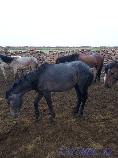 Selling stallion. 2 years old Aqsu - photo 2