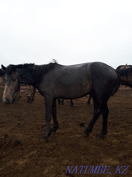Selling stallion. 2 years old Aqsu - photo 3